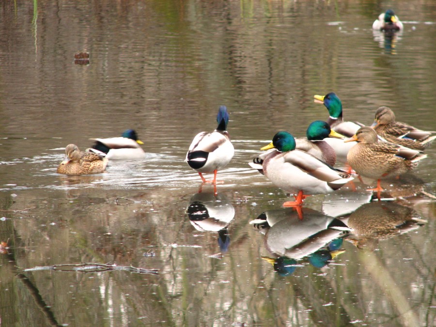 Ducks on Thin Ice