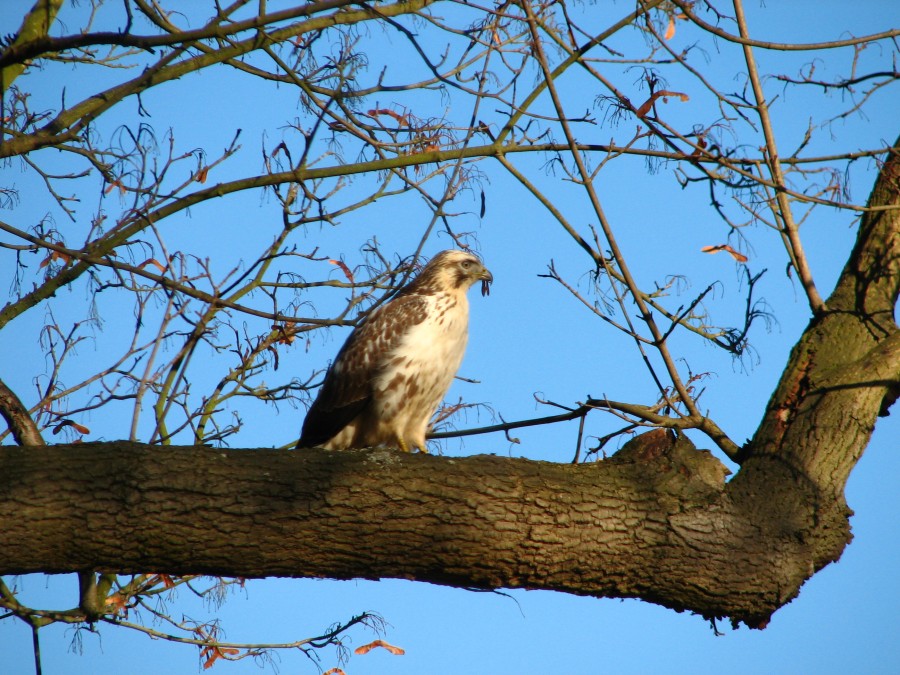 Bird of Prey