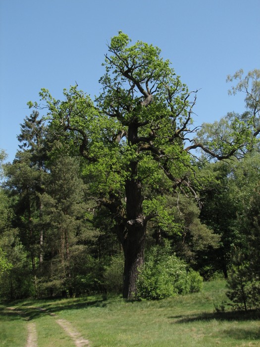 Old Oak