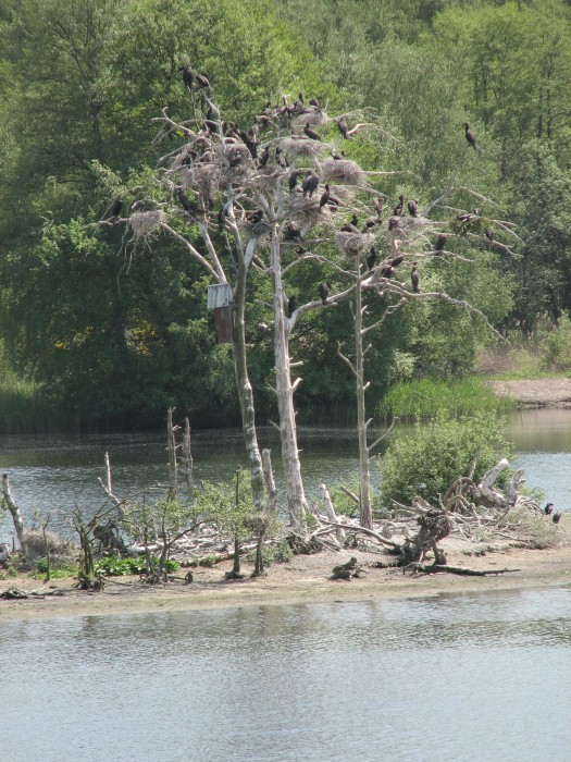 Cormorant Island