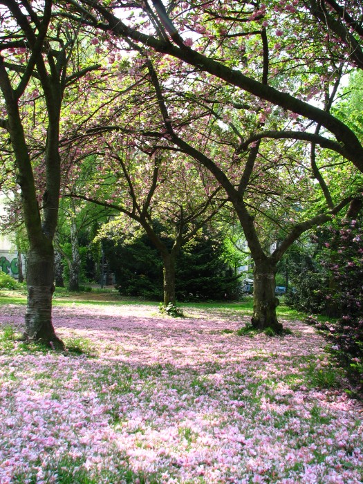 Blossom Carpet