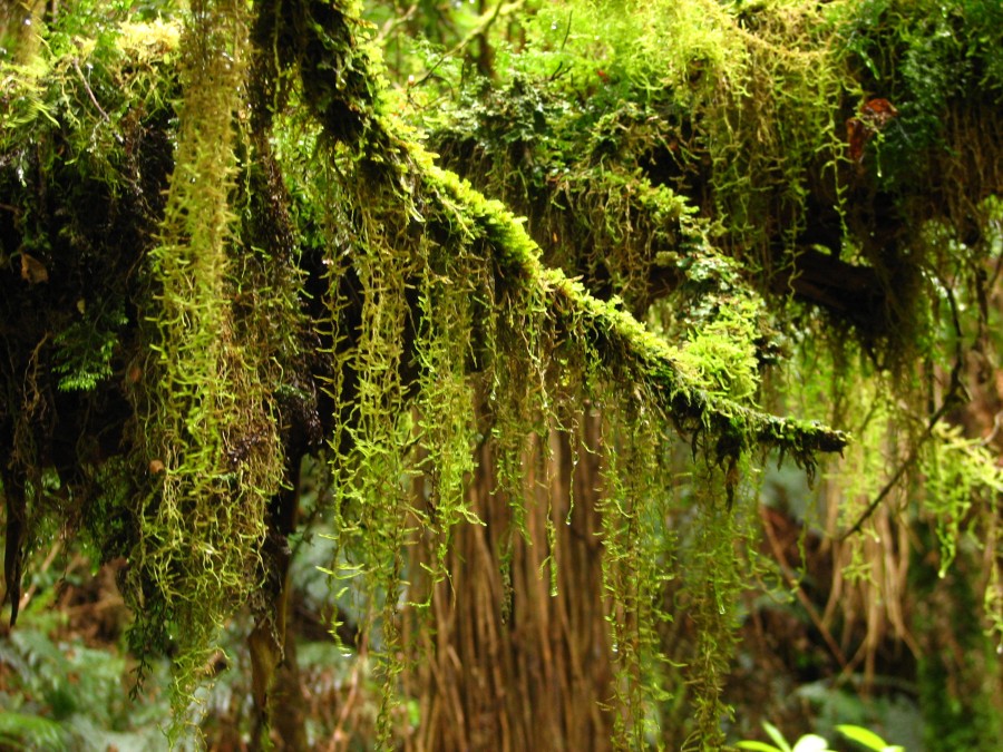 Moss in the rainforrests of the Catlins