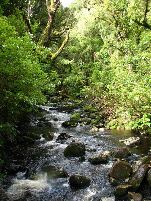 River in the forrest