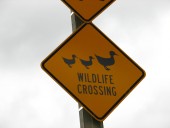 Wildlife Crossing