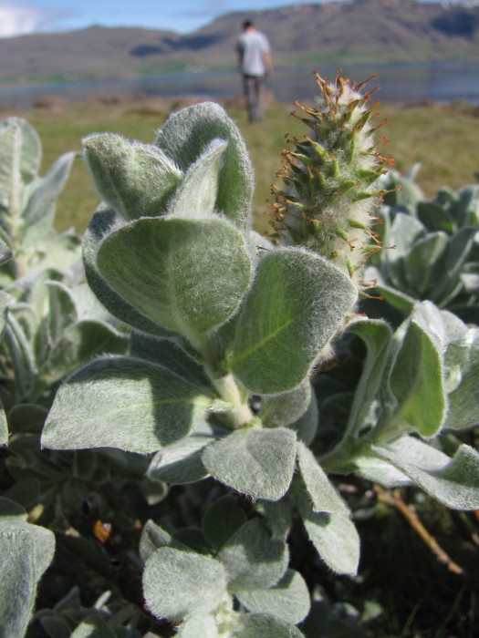 Hairy Plants