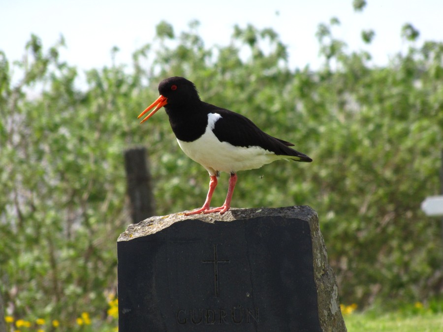 Smiling Oystercatcher