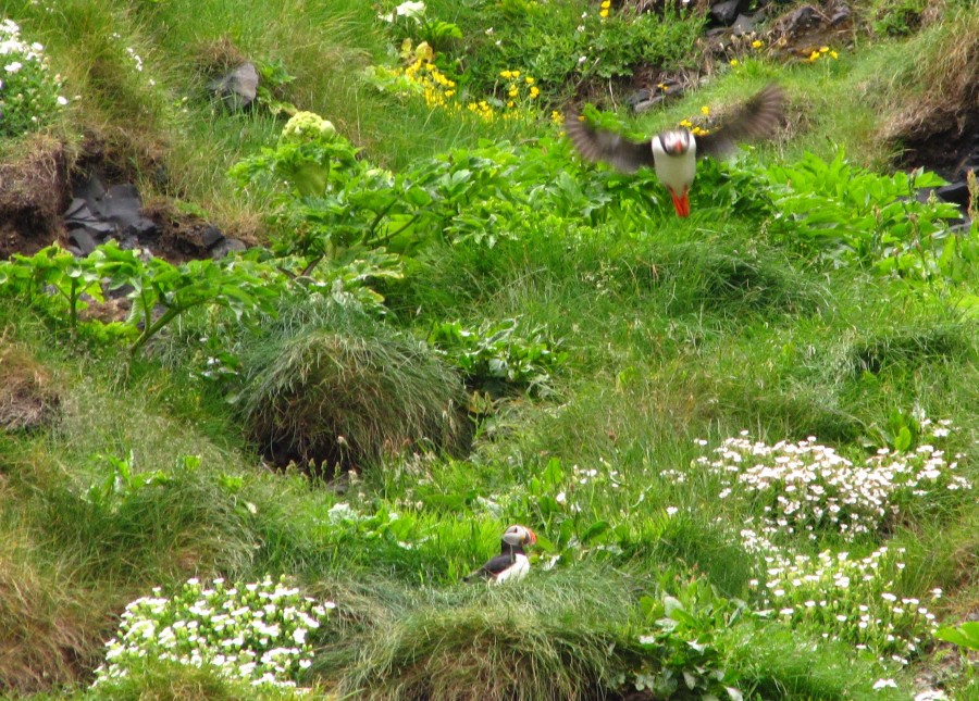 Puffins