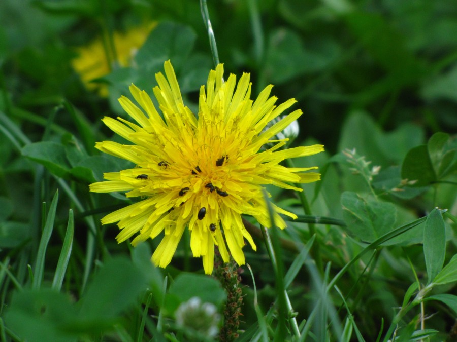 Buggy Flower