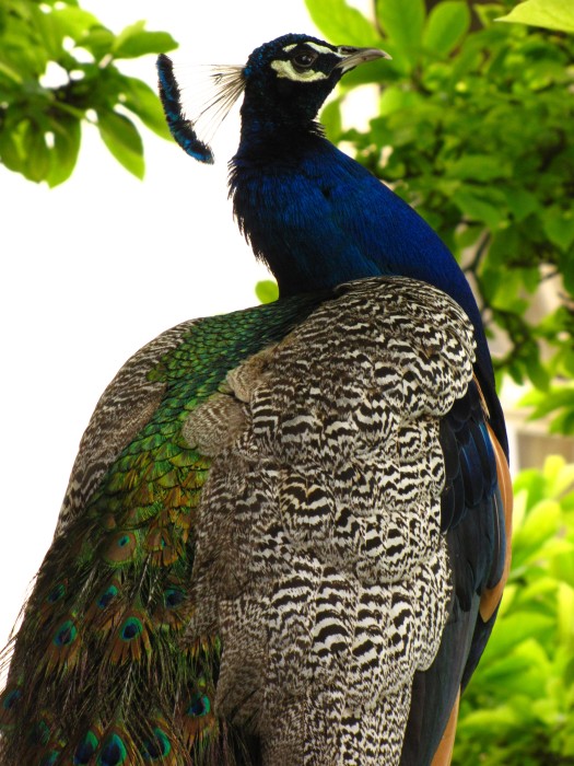 Peacock