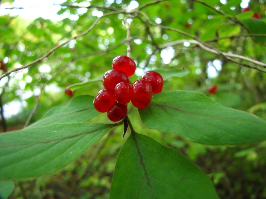 Red Berries