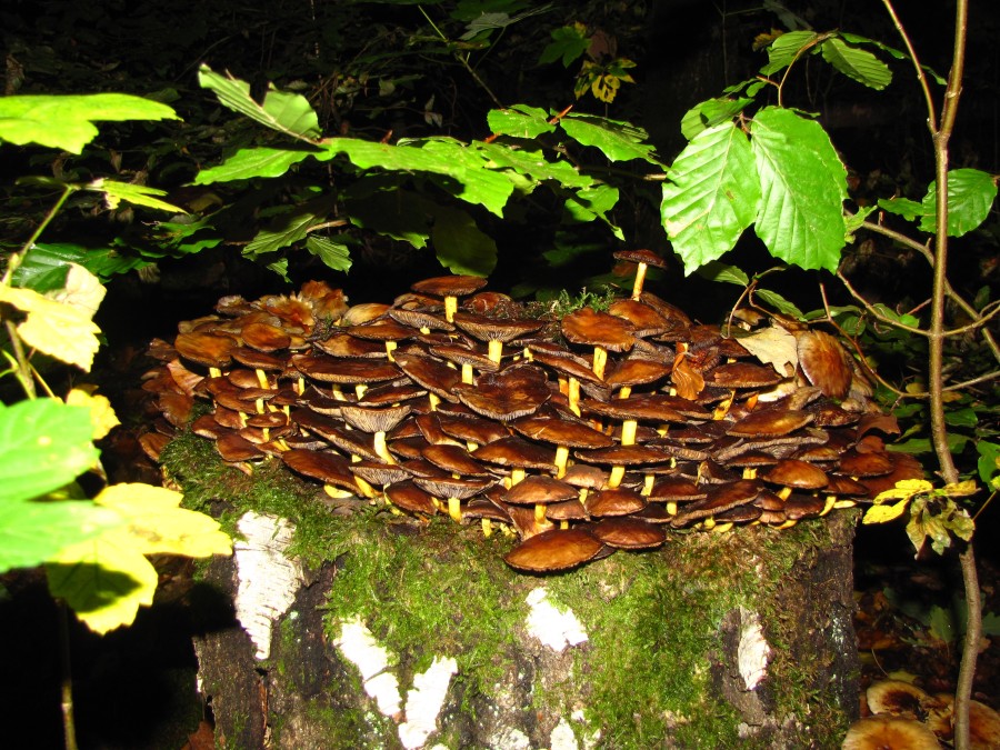 Mushroom Colony