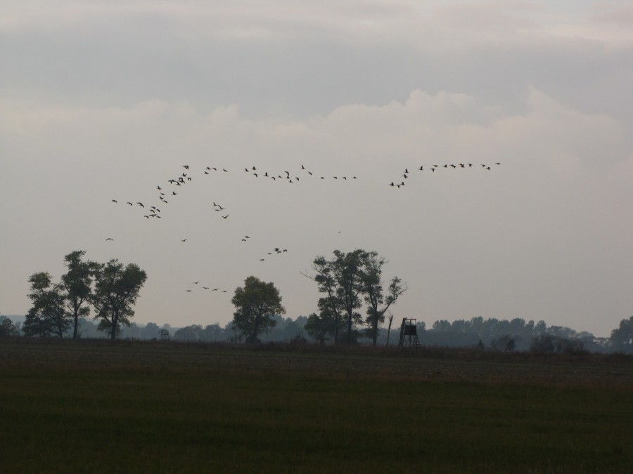 Goose Preparing to Fly South