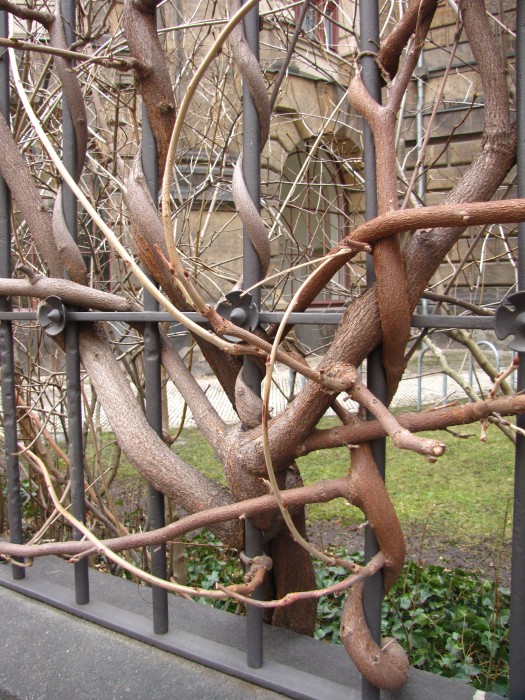 Growing around a Fence