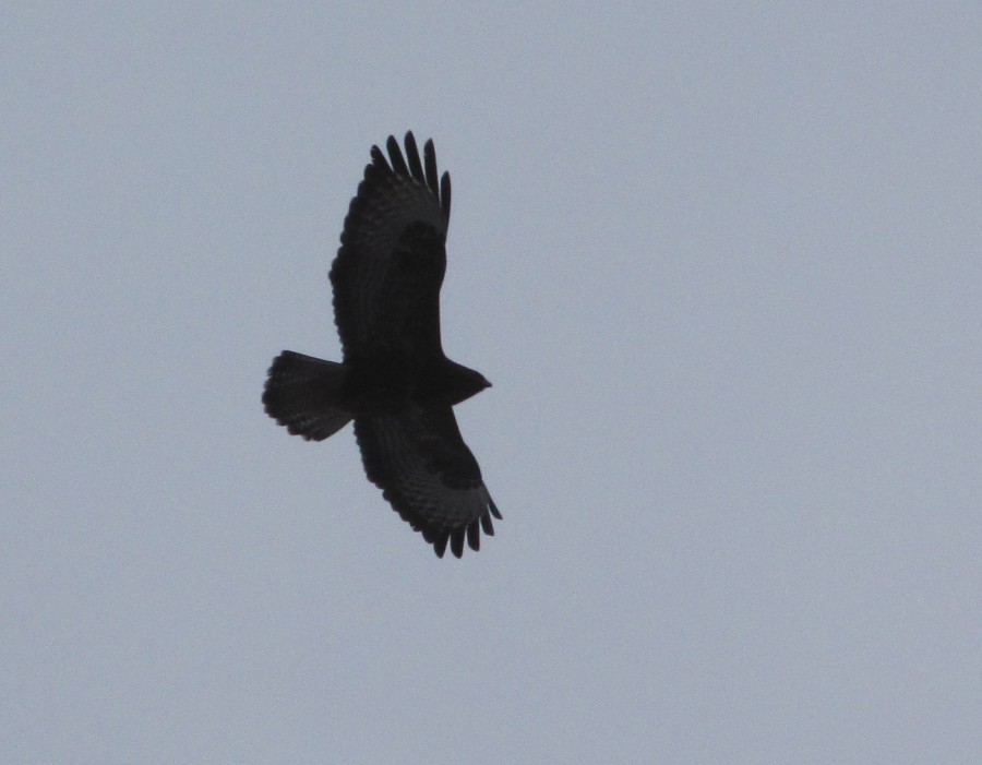 Buzzard?