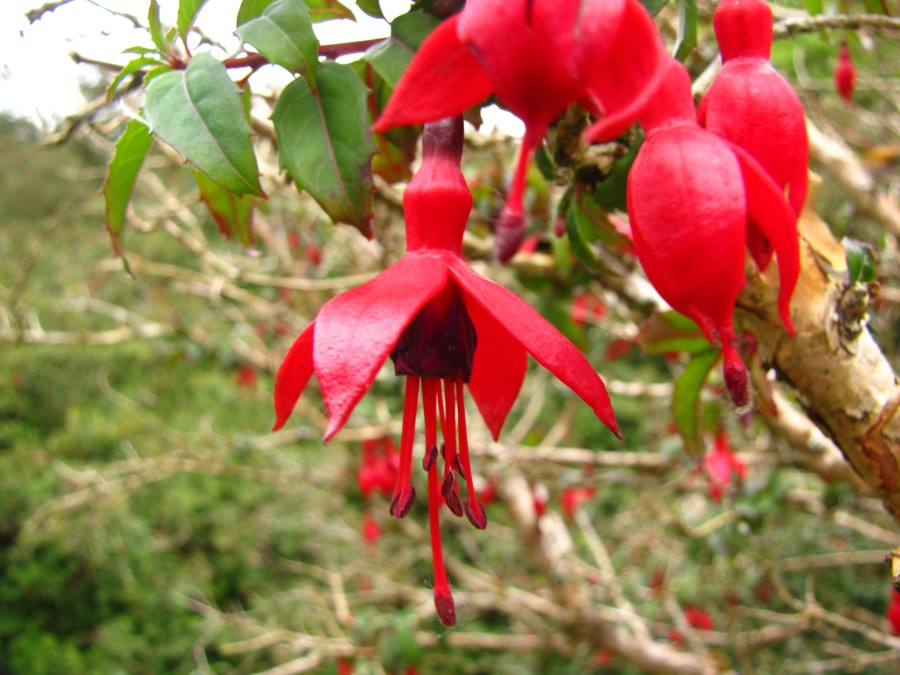 More Pretty Blossoms