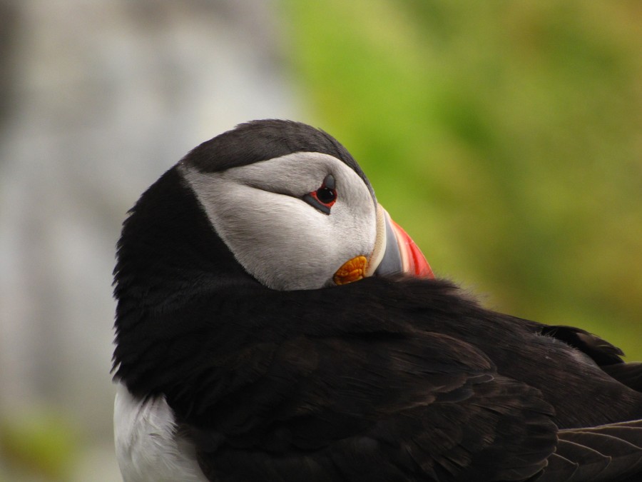 Puffin