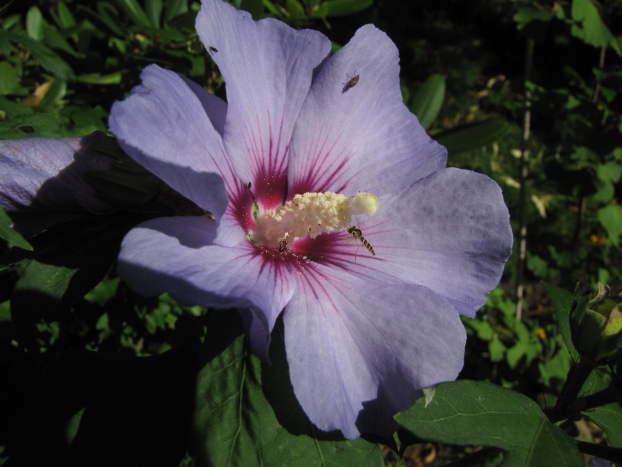 Flower Breakfast