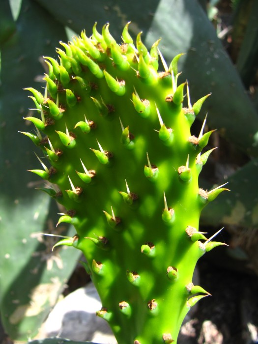 Cactus