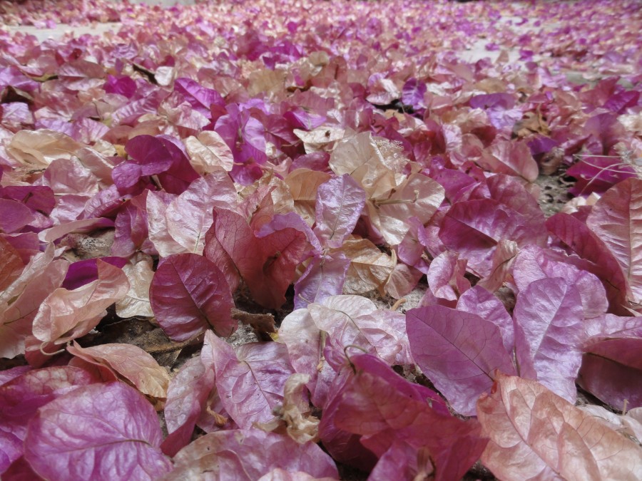 Flower Petals