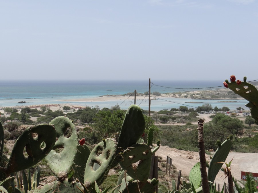 Funny cacti at Elafonisi Beach