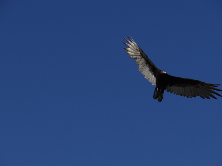 Turkey Vulture