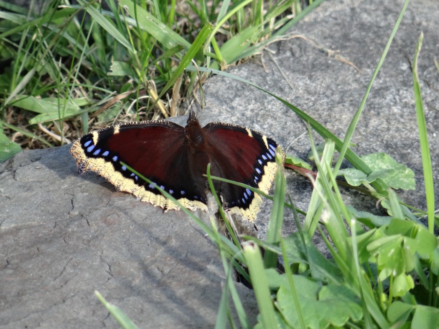 Mourning Cloak