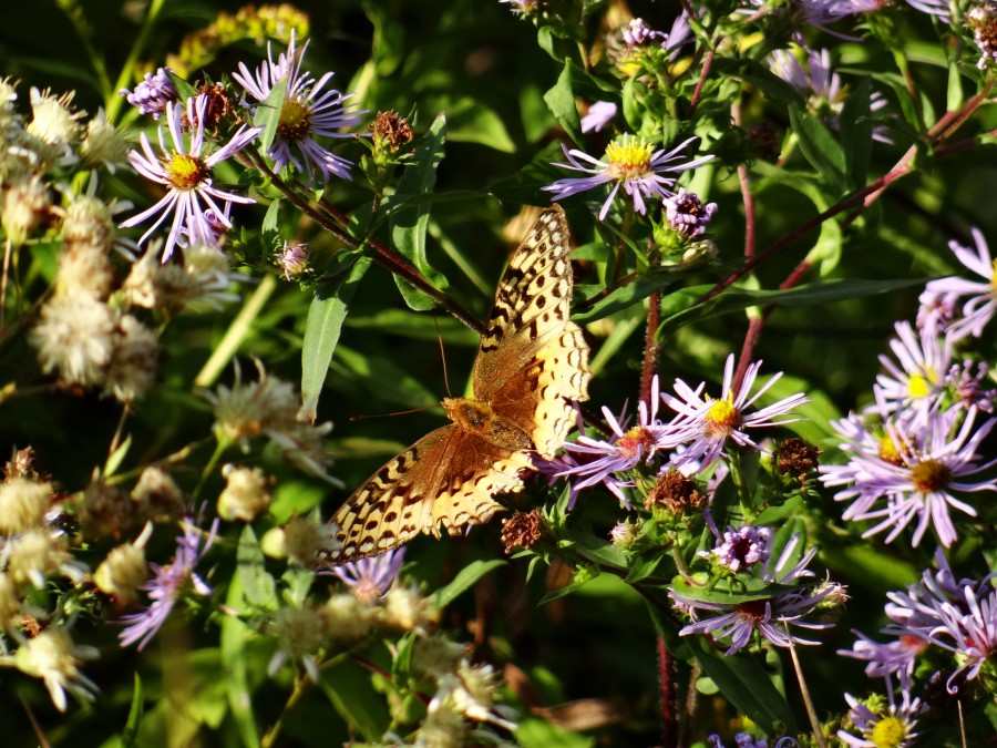 Great Spangled Fritillary