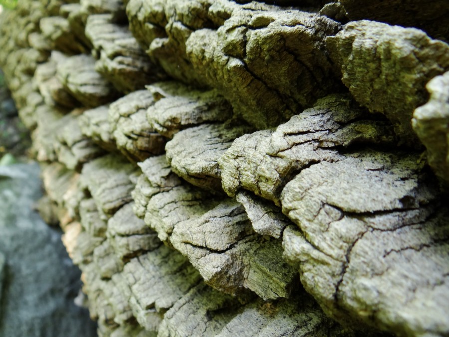 Tree Bark