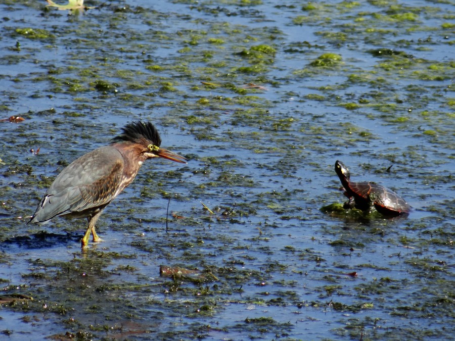 Bird and Turtle at Sourland Mountain Peserve, NJ