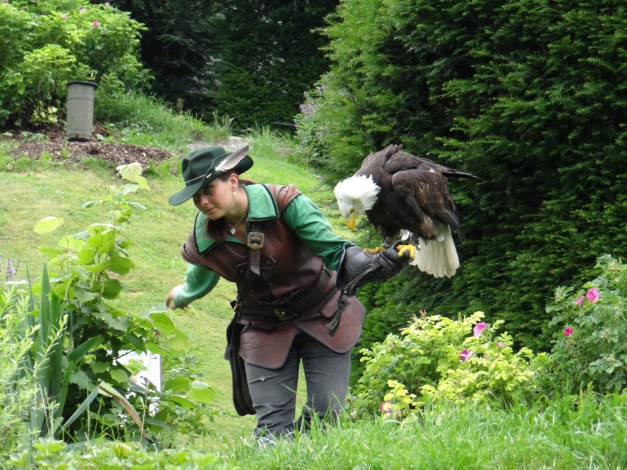 Falconry at Castle Hohenwerfen