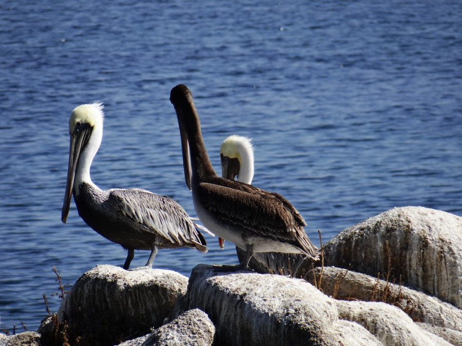 Pelicans