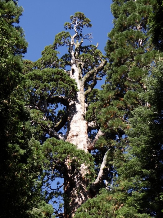 Giant Sequoia