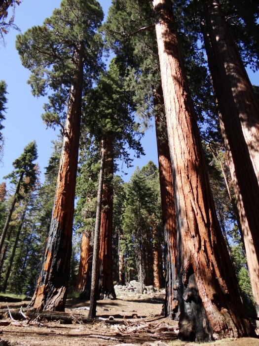 Sequoia National Park