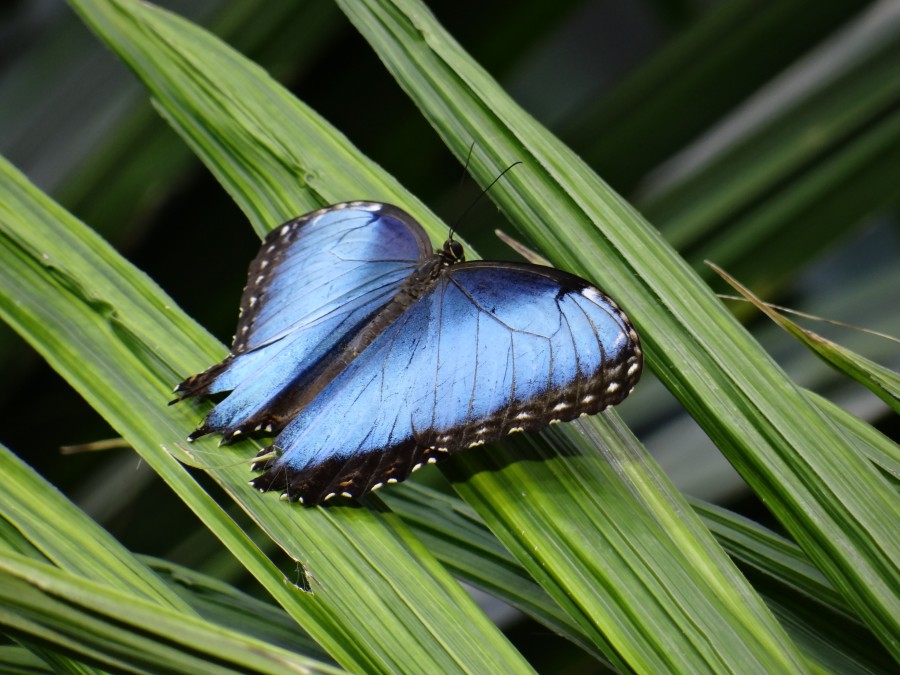 Butterfly at California Academy of Sciences